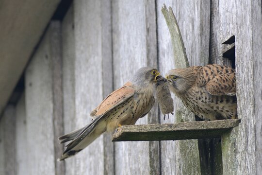 Common kestrels (Falco tinnunculus), mouse transfer, Emsland, Lower Saxony, Germany