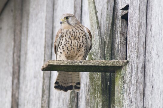 Common kestrel (Falco tinnunculus), Emsland, Lower Saxony, Germany