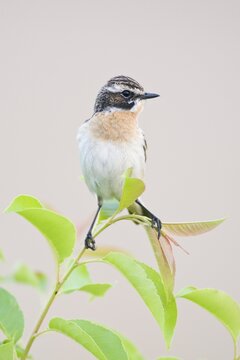 Whinchat (Saxicola rubetra), Emsland, Lower Saxony, Germany