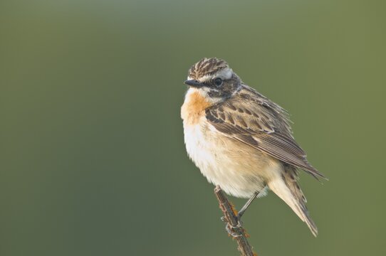 Whinchat (Saxicola rubetra), Emsland, Lower Saxony, Germany