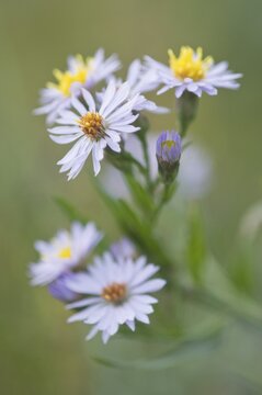 Sea aster (Tripolium pannonicum), East Frisia, Lower Saxony, Germany