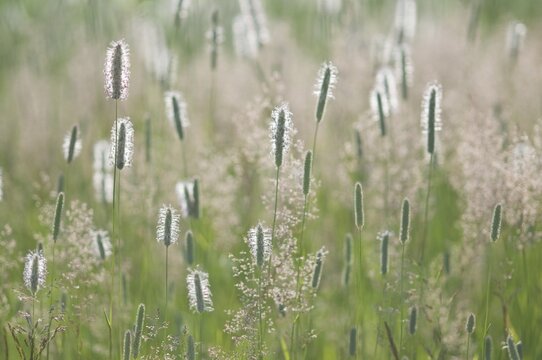 Meadow foxtail (Alopecurus pratensis), Emsland, Lower Saxony, Germany