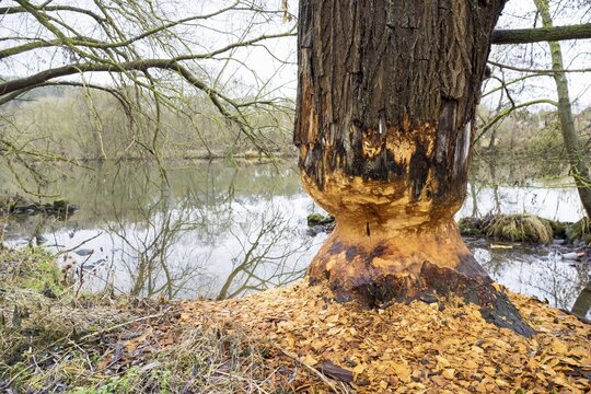 Beaver damage or gnaw marks on tree on the bank of the Fulda near Kassel, european beaver (Castor fiber), Hesse, Germany