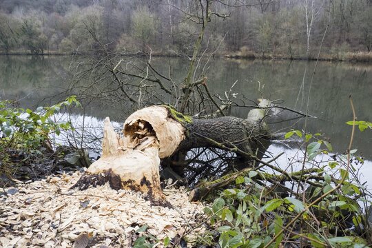 Tree felled by beaver, european beaver (Castor fiber), on the Fulda near Kassel, Hesse, Germany