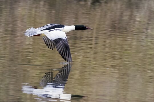 Common merganser (Mergus merganser), male, flying over water, Hesse, Germany