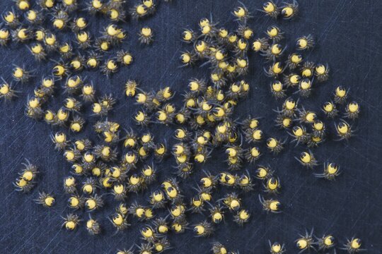 Young european garden spider (Araneus diadematus), Emsland, Lower Saxony, Germany