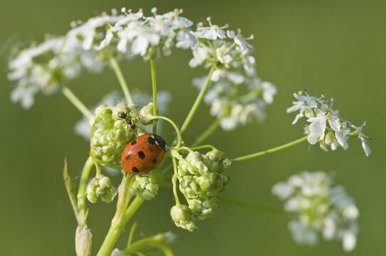 Seven-spott ladybird (Coccinella septempunctata) and ant on umbellifer, Emsland, Lower Saxony, Germany