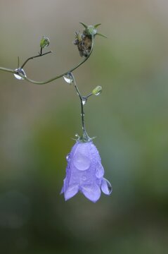 Harebell (Campanula rotundifolia), dew-covered, Emsland, Lower Saxony, Germany