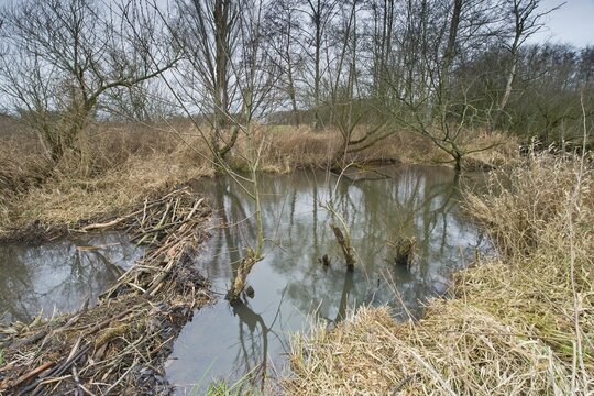 Beaver lodge with dam, Emsland, Lower Saxony, Germany