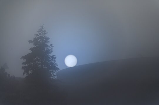 Winter spruce in backlight with fog, Toreck, Riezlern, Kleinwalsertal, Vorarlberg, Austria