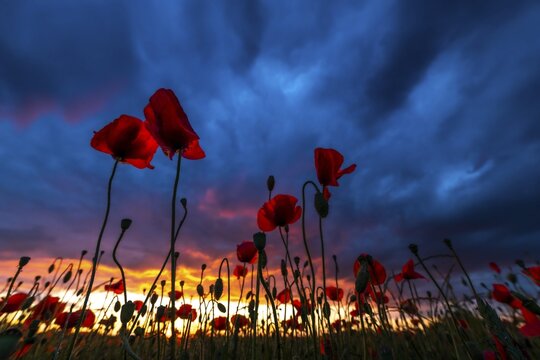 Poppy (Papaver) at sunset with dramatic thunderstorm sky, Mindelheim, Unterallg&auml;u, Bavaria, Germany