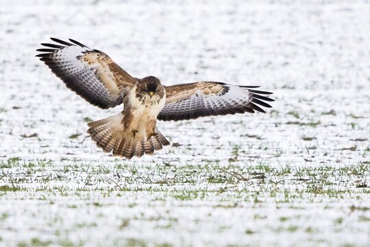 Steppe buzzard (Buteo buteo), approaching snowy meadow, Hesse, Germany
