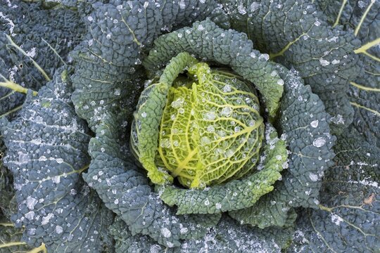 Savoy cabbage (Brassica oleracea convar. capitata var. sabauda), cabbage head with ice drop, Hesse, Germany