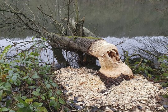 Tree felled by beaver, european beaver (Castor fiber), on the Fulda near Kassel, Hesse, Germany