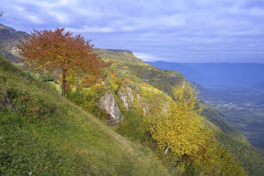 Magnificent autumn forest and Festenstein Castle, Gasthof Lipp, Perdonig, South Tyrol, Italy