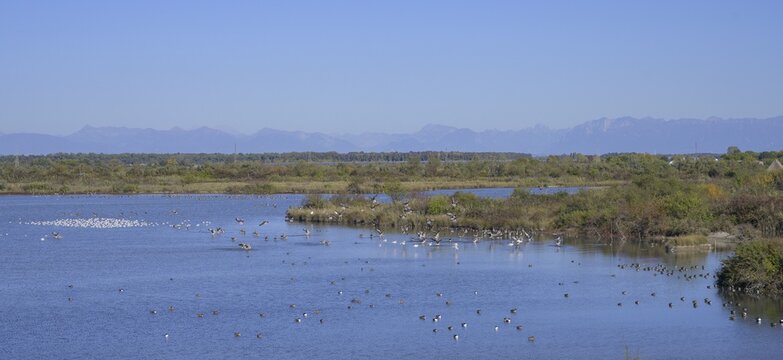 Greylag geese on approach in the Valle Canal Novo nature reserve, Marano Lagunare, province of Udine, Italy