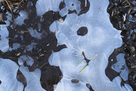 Ice structures in a puddle, Hesse, Germany