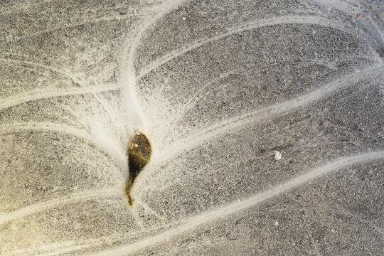 Foliage leaf, frozen in ice, Hesse, Germany