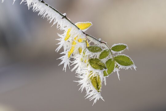 Leaves with hoarfrost, dog rose (Rosa canina), Hesse, Germany