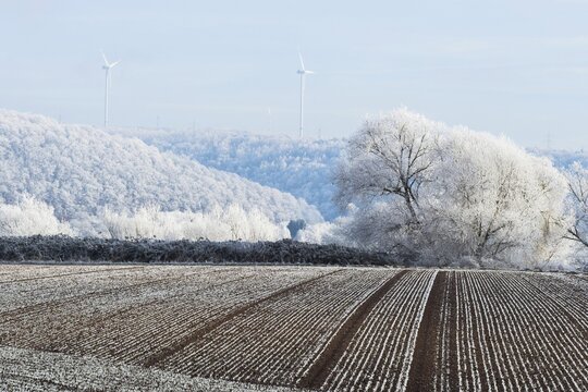 Winter landscape, field, trees covered with hoarfrost and wind turbines, Hesse, Germany
