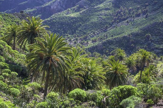 Canary island date palm (Phoenix canariensis), Hiking Palmental, Degollada de Peraza, La Gomera, Spain