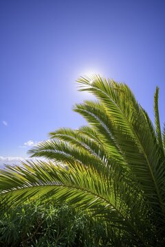 Canary island date palm (Phoenix canariensis), Hiking Palmental, Degollada de Peraza, La Gomera, Spain