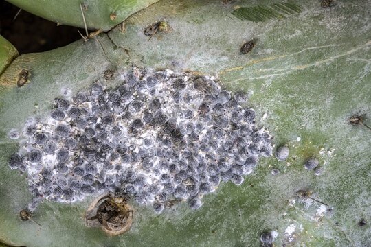 Cochineal (Dactylopius coccus) on an opuntia, Mirador de Abrante, Agulo, La Gomera, Spain