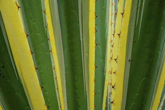 American Agave Variegata, Hike to Roque Blanco, Vallehermoso, La Gomera, Spain