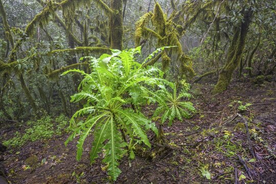 sow thistle (Sonchus canariensis) and laurel forest, Hermigua, La Gomera, Spain