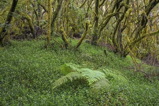 Fern and laurel forest at El Cedro, Hermigua, La Gomera, Spain