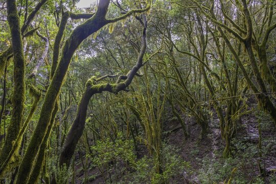 Laurel forest near El Cedro, Hermigua, La Gomera, Spain