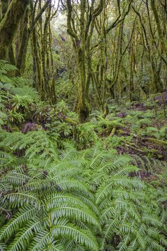 Fern and laurel forest at El Cedro, Hermigua, La Gomera, Spain