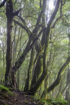 Laurel forest near El Cedro, Hermigua, La Gomera, Spain