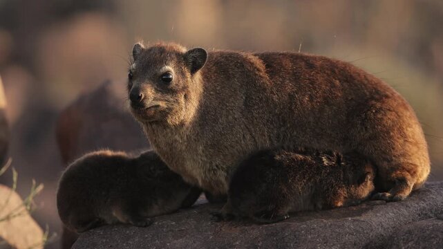 Female rock hyrax resting on warm African rocks with her young babies in Namibia, small mammals gathered in their natural habitat among stones, showing family behavior and wildlife life in the African