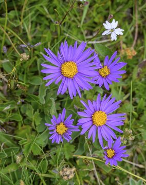Alpine aster (Aster alpinus), edelweiss soil on the Trenchtling, Trag&ouml;&szlig;-Sankt Katharein, Styria, Austria