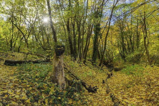 Autumn deciduous forest, Enzesfeld-Lindabrunn, Lower Austria, Austria