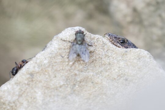 Viviparous lizard (Lacerta vivipara), lurking behind stone for fly and ant, Hesse, Germany
