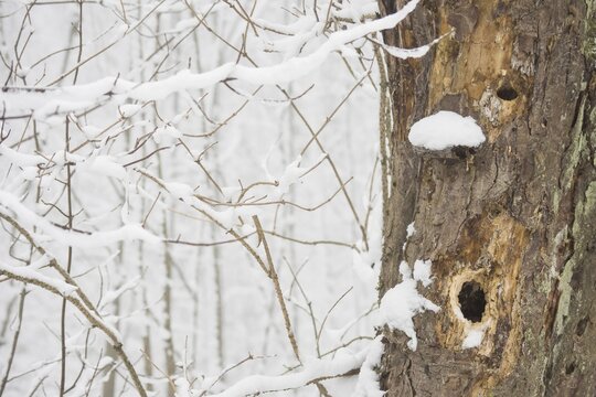 Face-like structure in tree bark, winter, Hesse, Germany