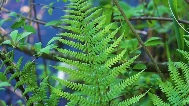 Close up of vibrant green fern leaves growing in a lush summer forest