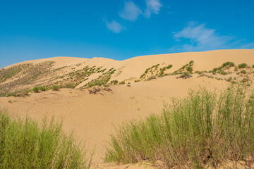 Exploring a Sandy Desert Landscape With Dunes and Sparse Vegetation Under a Blue Sky