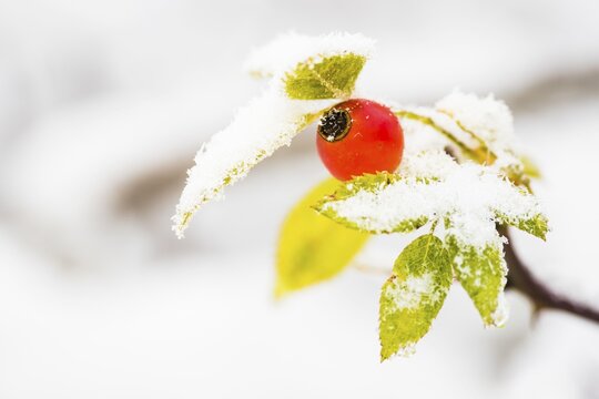 Snow-covered rosehip of the dog rose (Rosa canina), Hesse, Germany