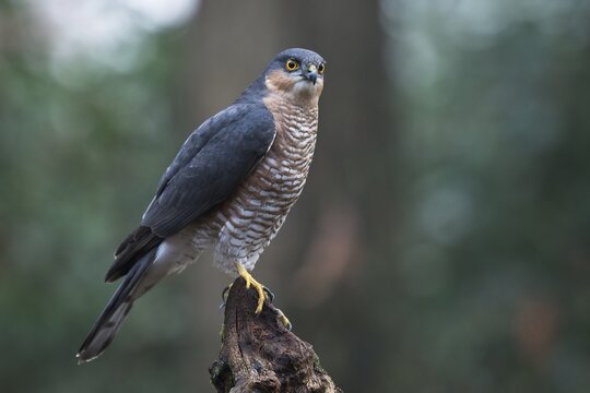 Northern sparrowhawk (Accipiter nisus), Emsland, Lower Saxony, Germany