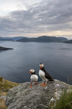 Puffin (Fratercula arctica) standing on rock, Runde Island, Norway