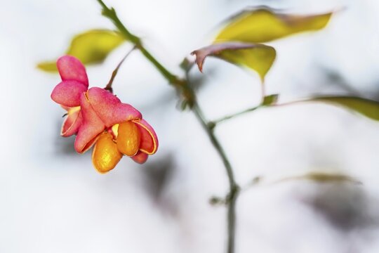 European spindle (Euonymus europaeus), seed stand, Hesse, Germany