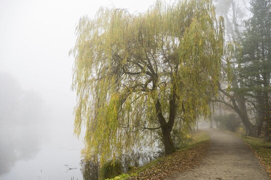 Willow (Salix) in Bergpark Wilhelmsh&ouml;he, Unesco World Heritage Site, autumn atmosphere, Hesse, Germany