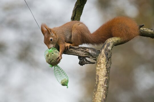 Eurasian red squirrel (Sciurus vulgaris), steals tit dumplings, Emsland, Lower Saxony, Germany