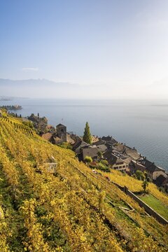 Vineyards in autumn, view of Lake Geneva and the winegrowing village of Saint-Saphorin, UNESCO World Heritage Site Lavaux, Vaud, Switzerland