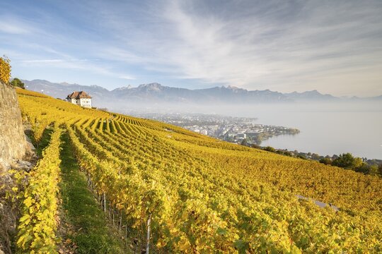 Vineyards in autumn near Chardonne, UNESCO World Heritage Site Lavaux, Lake Geneva, Vaud, Switzerland