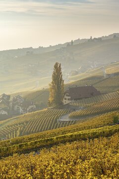 Vineyards in autumn near Epesses, UNESCO World Heritage Site Lavaux, Lake Geneva, Vaud, Switzerland
