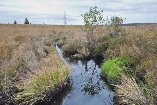 Ditch in the high moor, High Fens, Belgium
